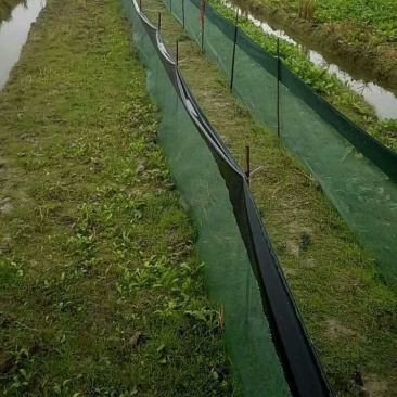 虾苗