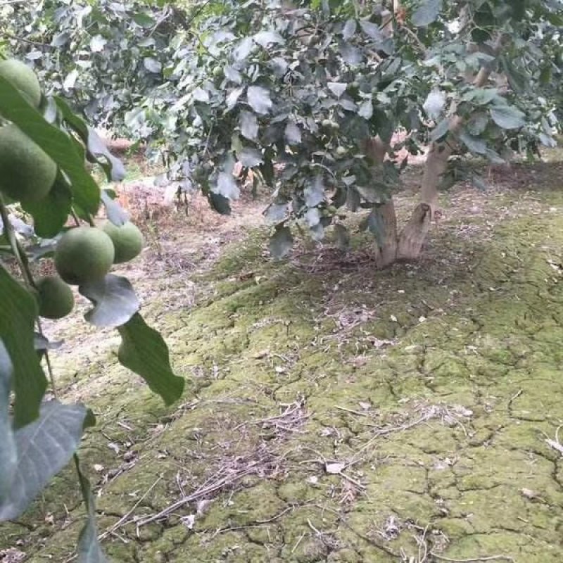 阿克苏核桃大枣苹果园