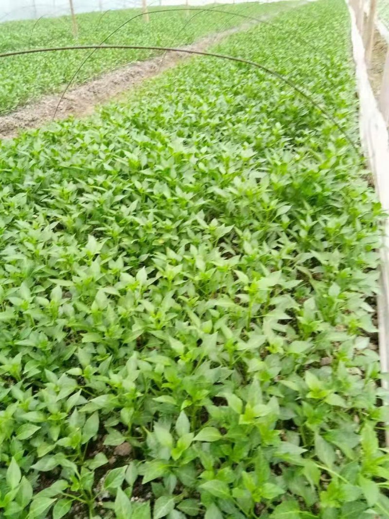 辣椒苗薄皮辣椒苗二荆条线椒各种辣椒苗苗场直供