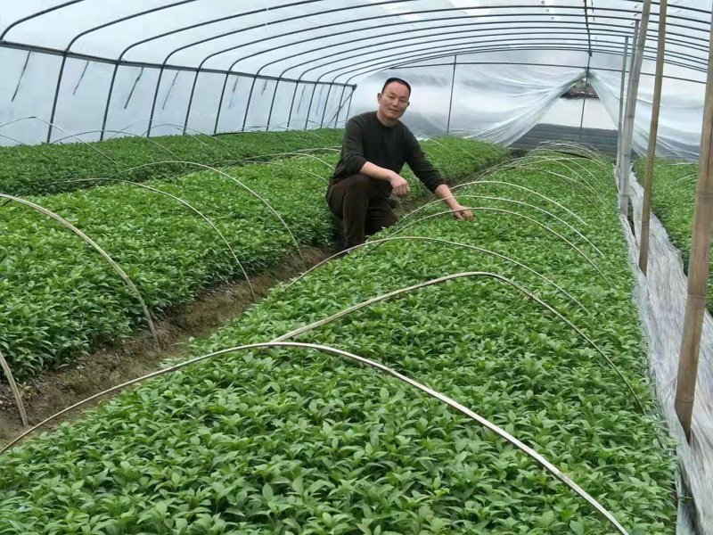 辣椒苗薄皮辣椒苗二荆条线椒各种辣椒苗苗场直供