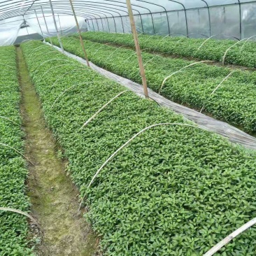 优质辣椒苗二荆条辣椒苗线椒苗基地直供品质保障