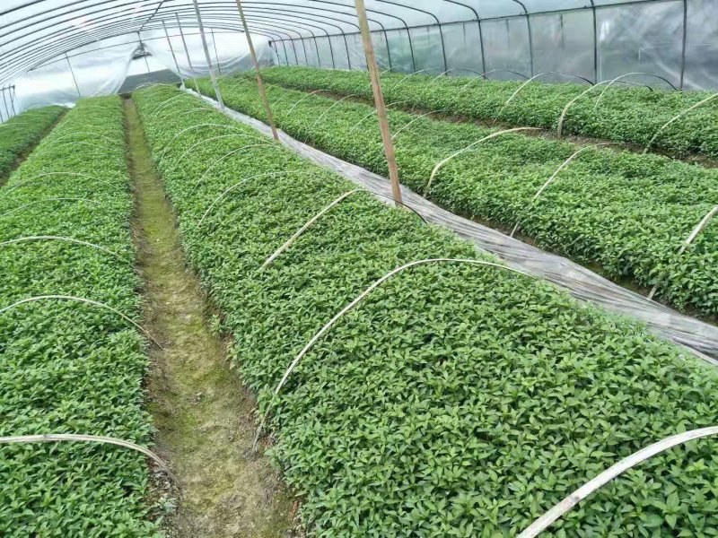 辣椒苗薄皮辣椒苗二荆条线椒各种辣椒苗苗场直供