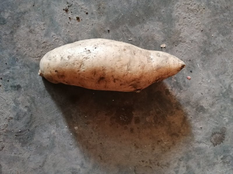 露天种植老品种红薯