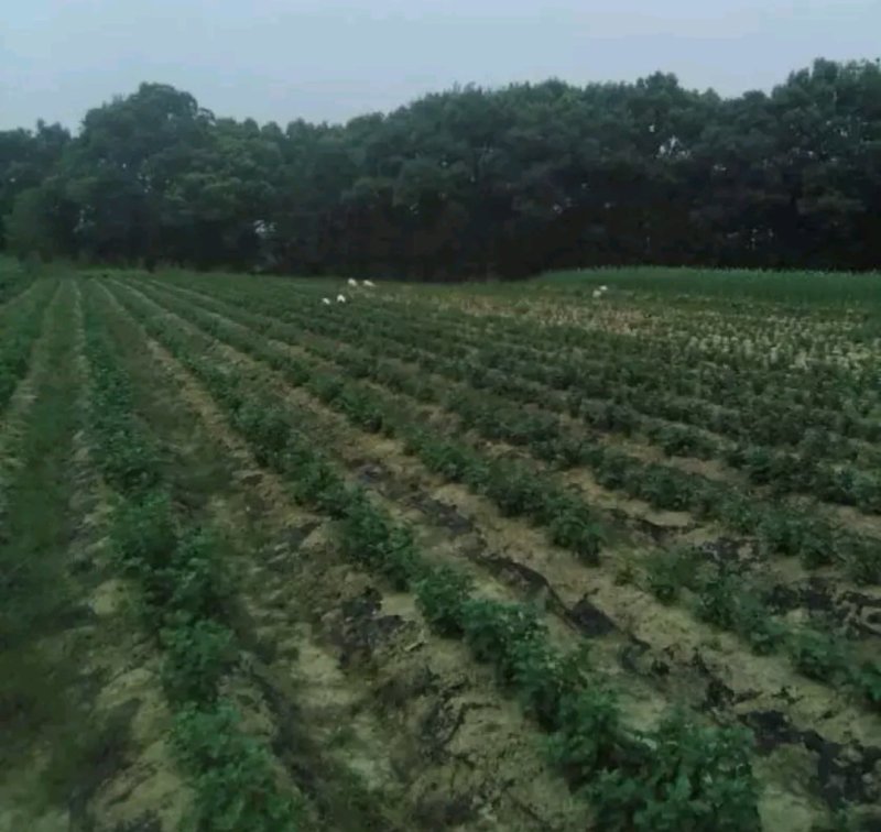 金丝皇菊苗