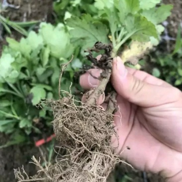 金丝皇菊苗
