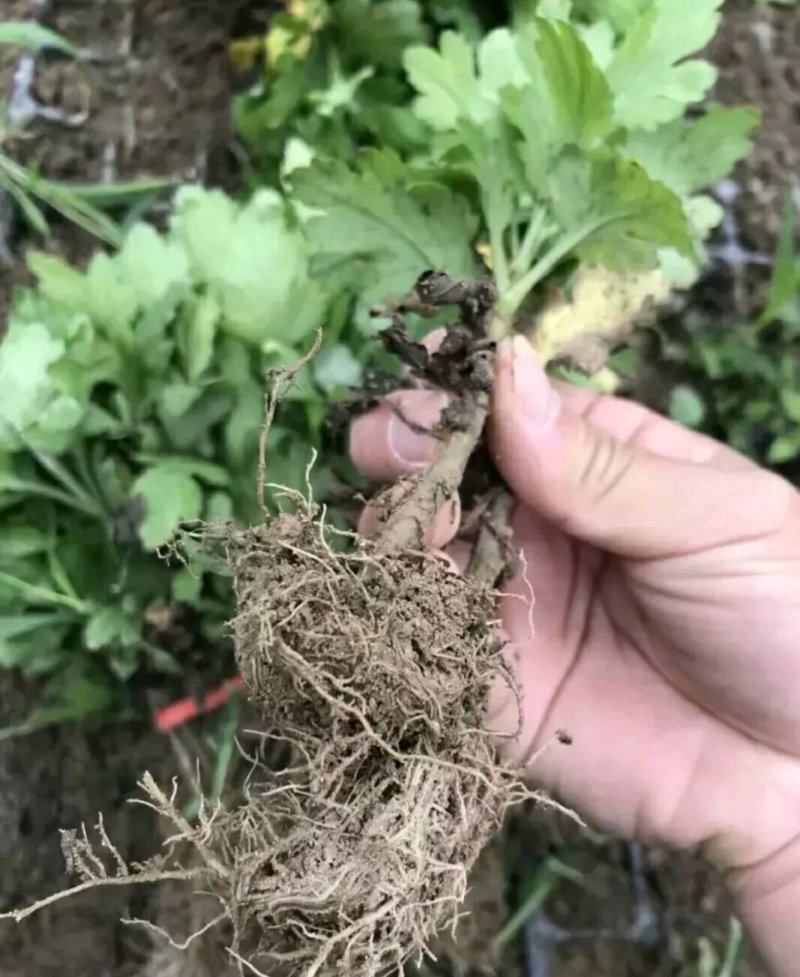 金丝皇菊苗