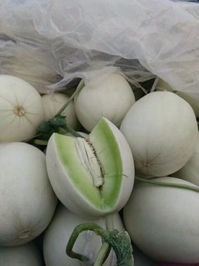 莘县冰清玉姑洋香瓜三月份中旬上市