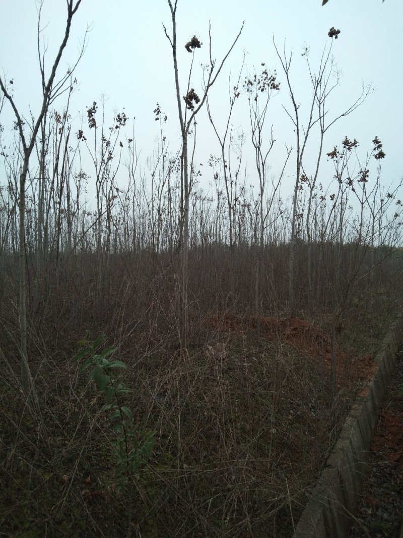 大量供应5-12的栾树，