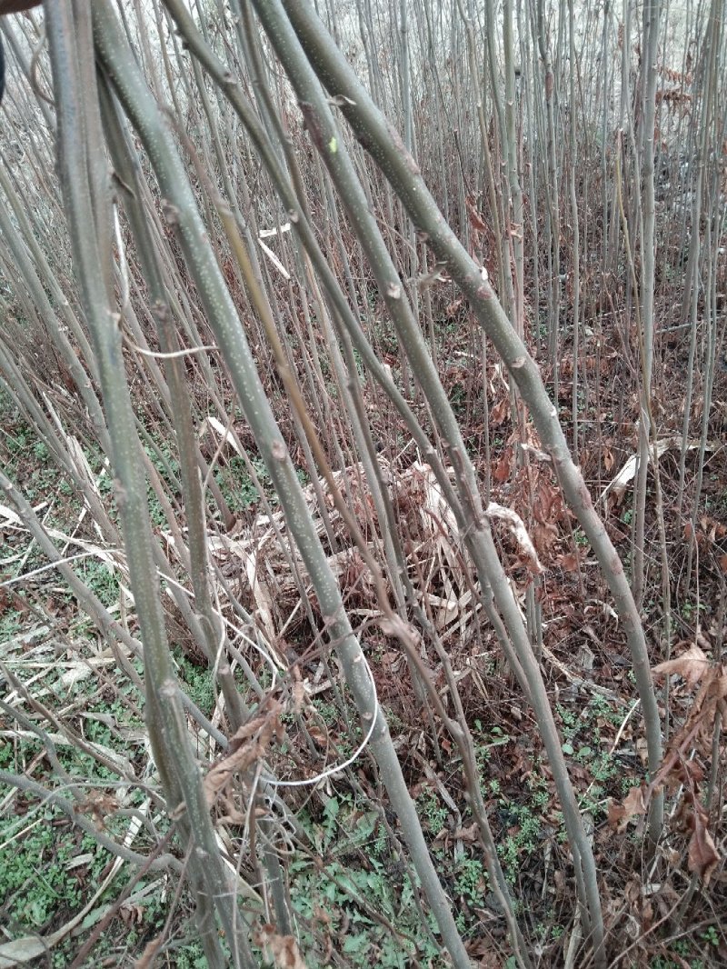 大量供应5-12的栾树，