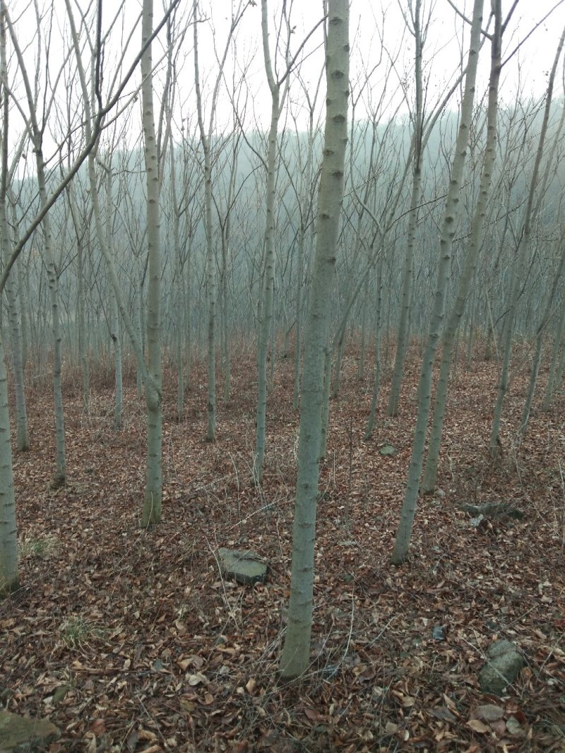 大量供应5-12的栾树，