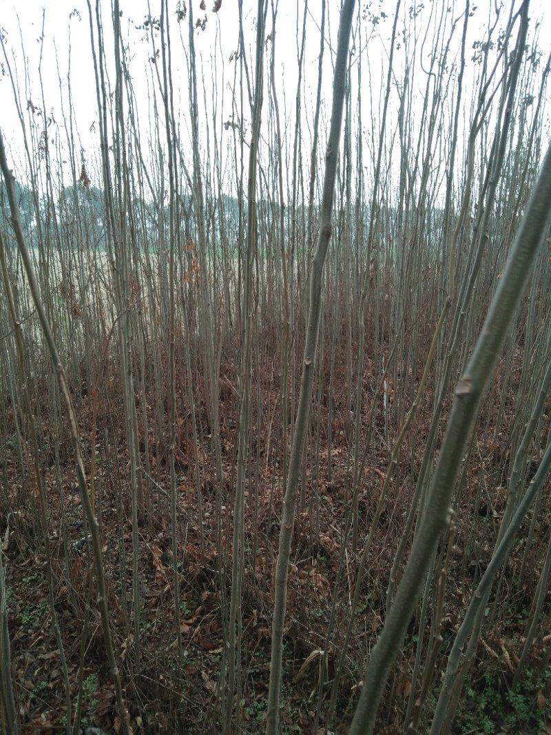 大量供应5-12的栾树，