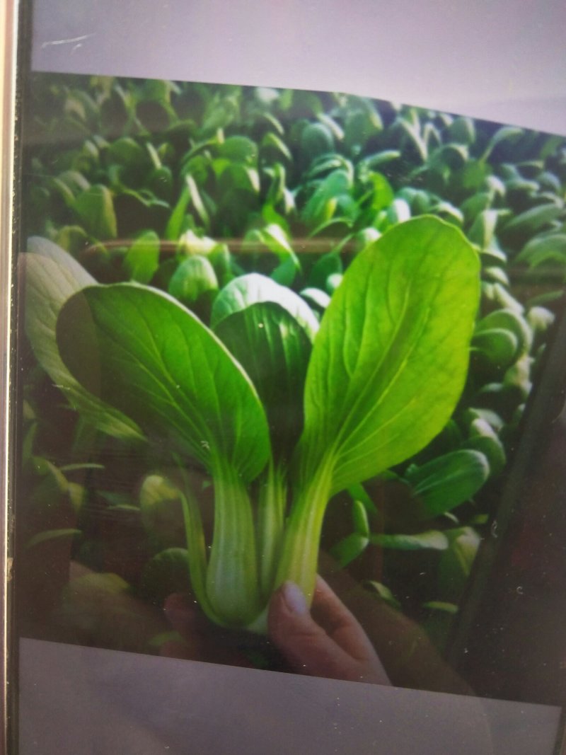 常年供应精品上海青、快菜、油麦菜
