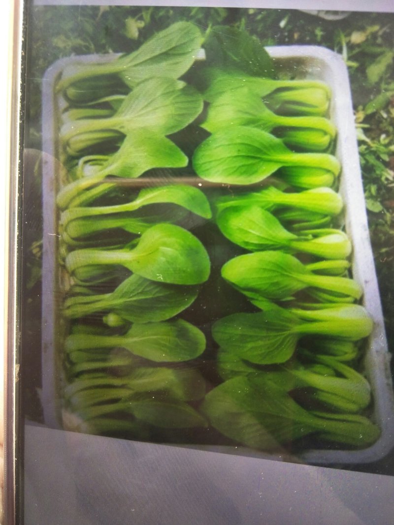 常年供应精品上海青、快菜、油麦菜