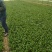 常年供应精品上海青、快菜、油麦菜