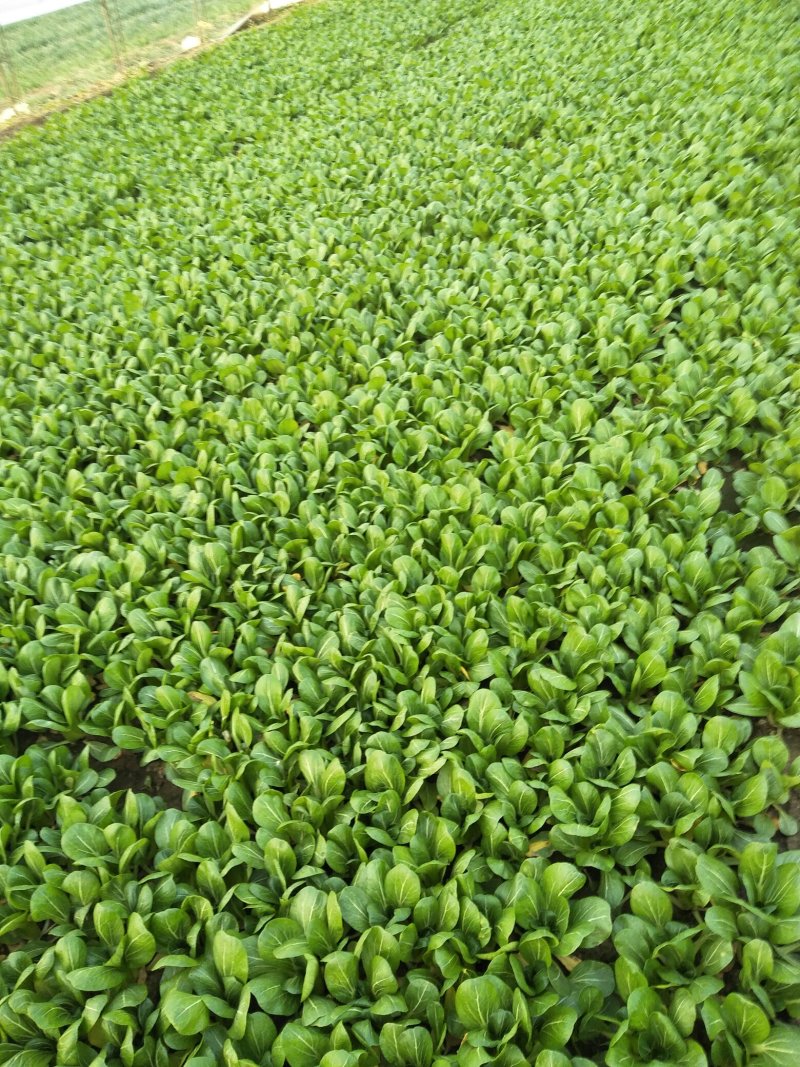 常年供应精品上海青、快菜、油麦菜