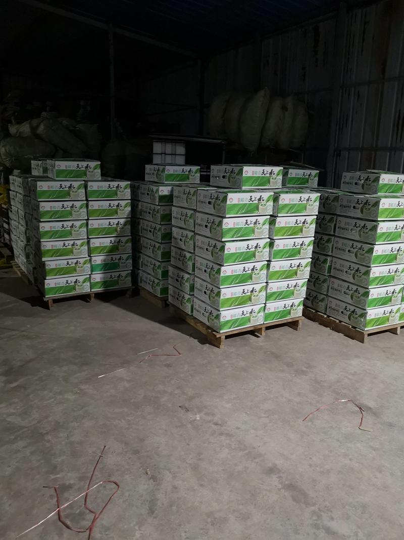 椰子🔥海南文昌椰青批发可厂家直供整车全国发货