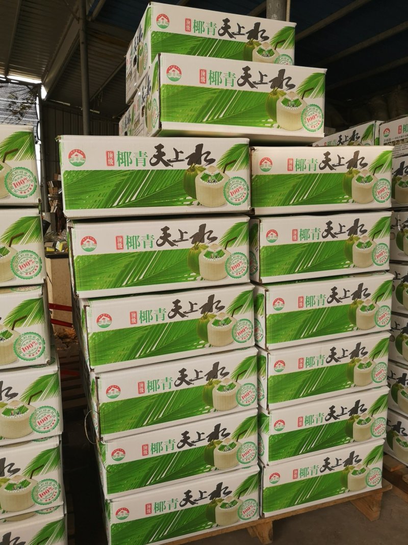 椰子🔥海南文昌椰青批发可厂家直供整车全国发货