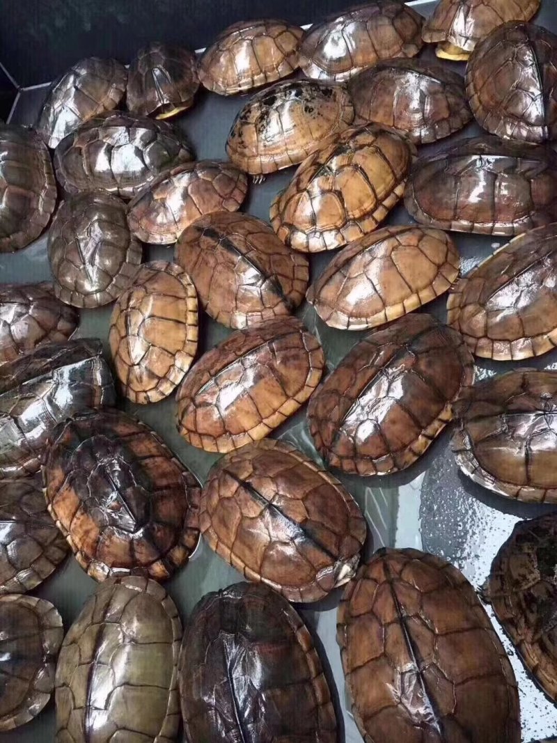 乌龟苗