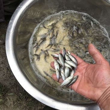 加州鲈苗
