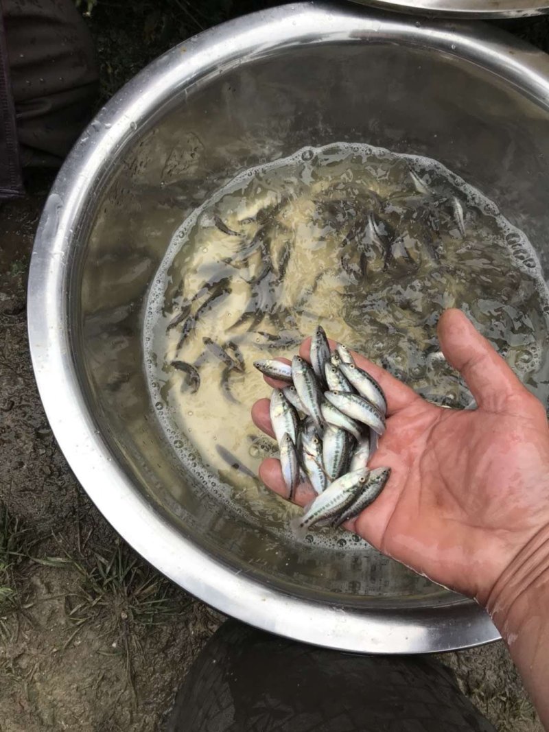 加州鲈苗