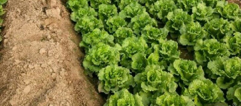意大利生菜