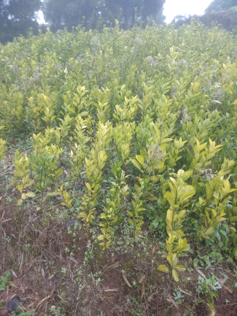 塔罗科血橙苗