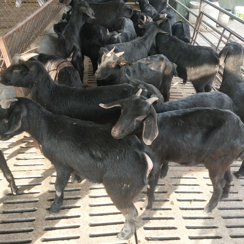 出售黑山羊苗怀孕母羊种公羊自繁自养免费送货货到付款