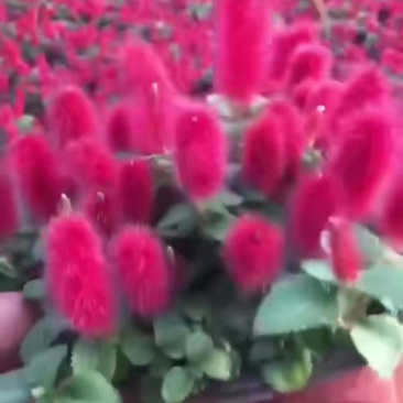 新品种红樱吊兰