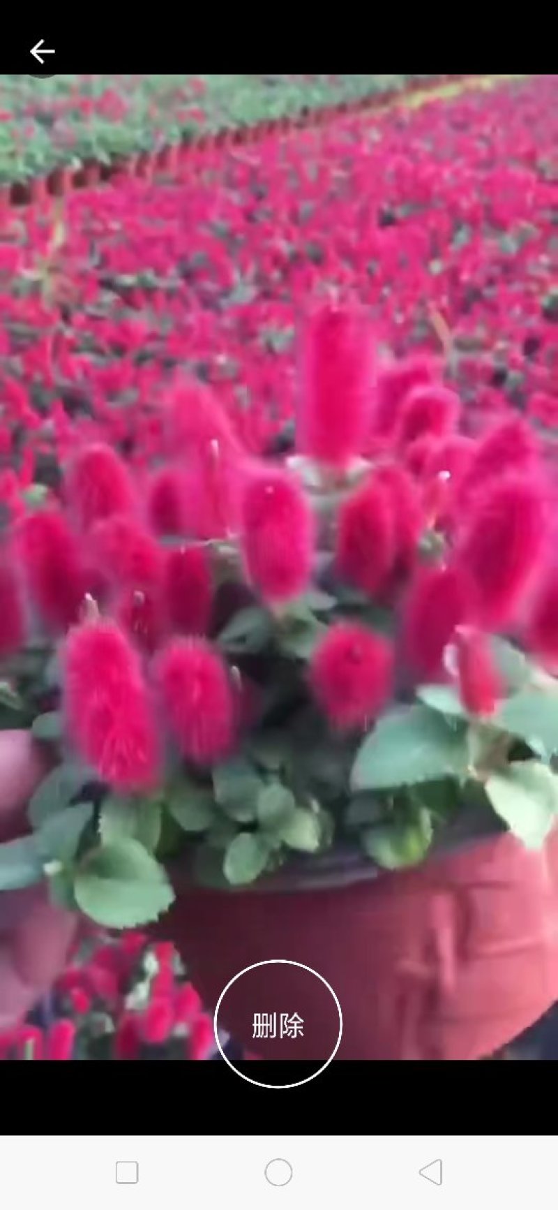 新品种红樱吊兰