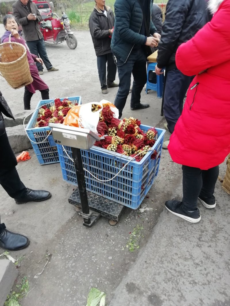 四川香椿芽大竹县红香椿芽本地一手货源包装运输一龙服务