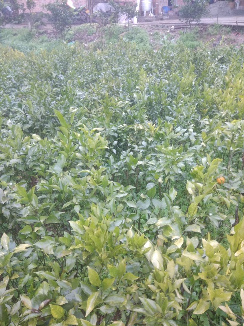 沃柑苗