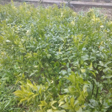 沃柑苗