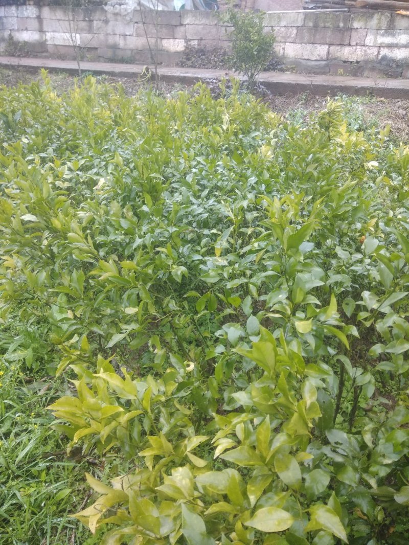 沃柑苗