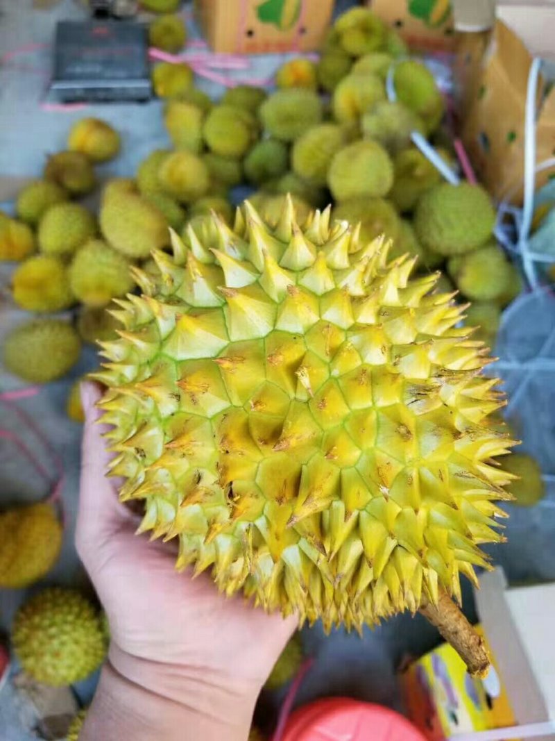 泰国金枕头榴莲，一件代发，招代理