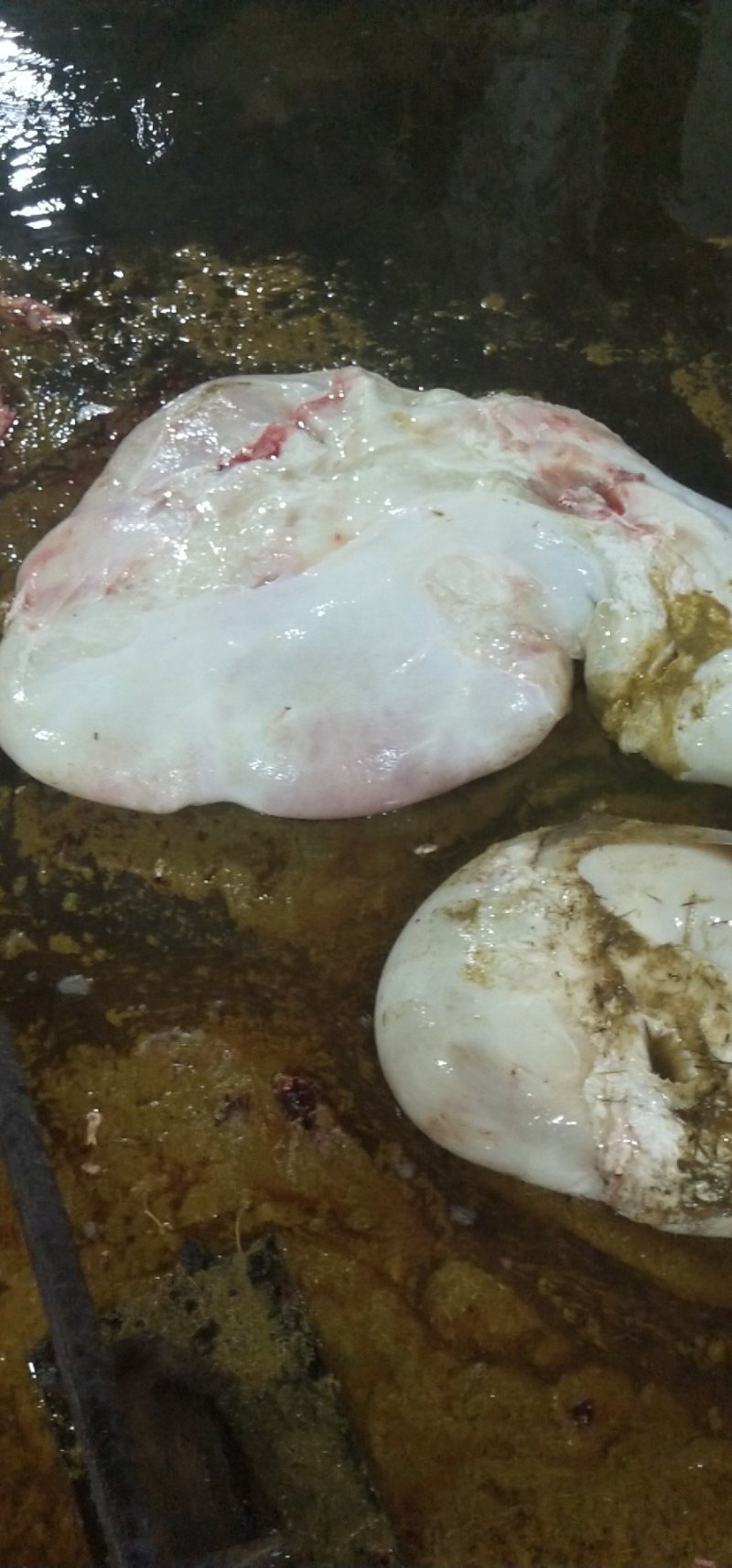 新鲜牛肚，没处理干净的牛肚