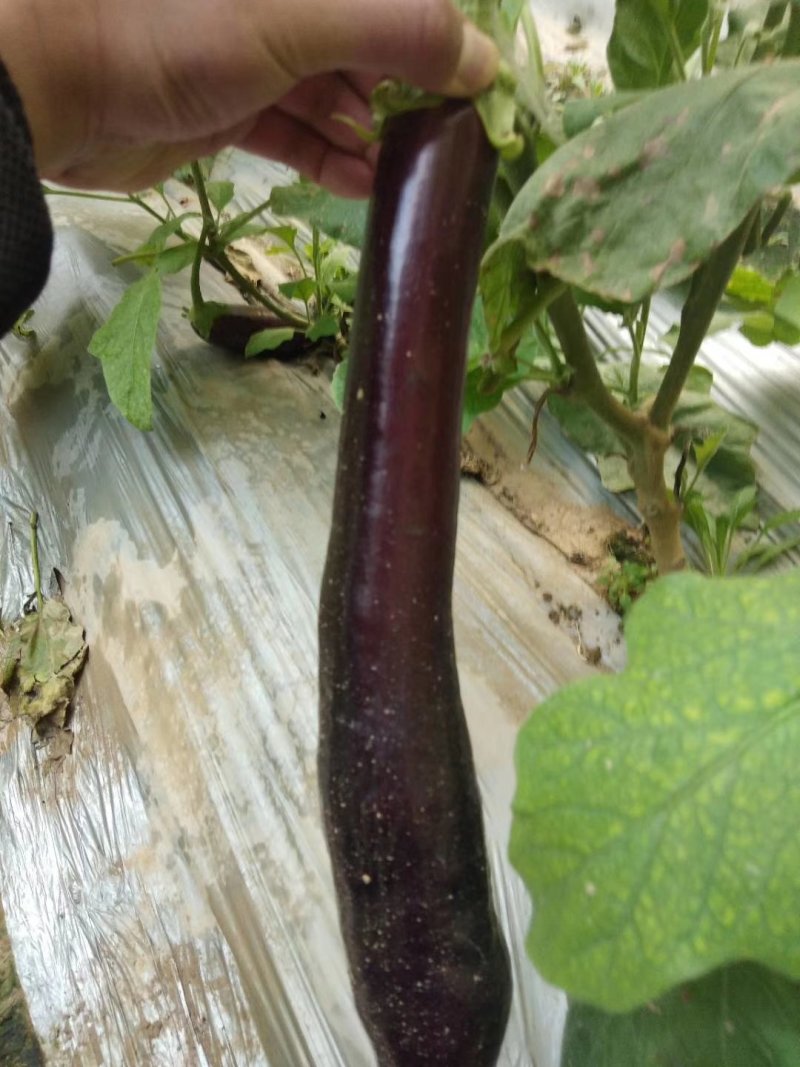 茄子，精品