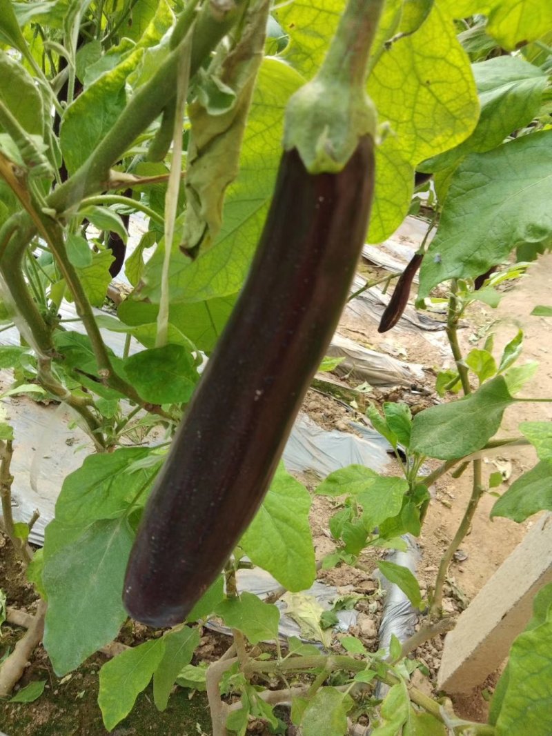 茄子，精品