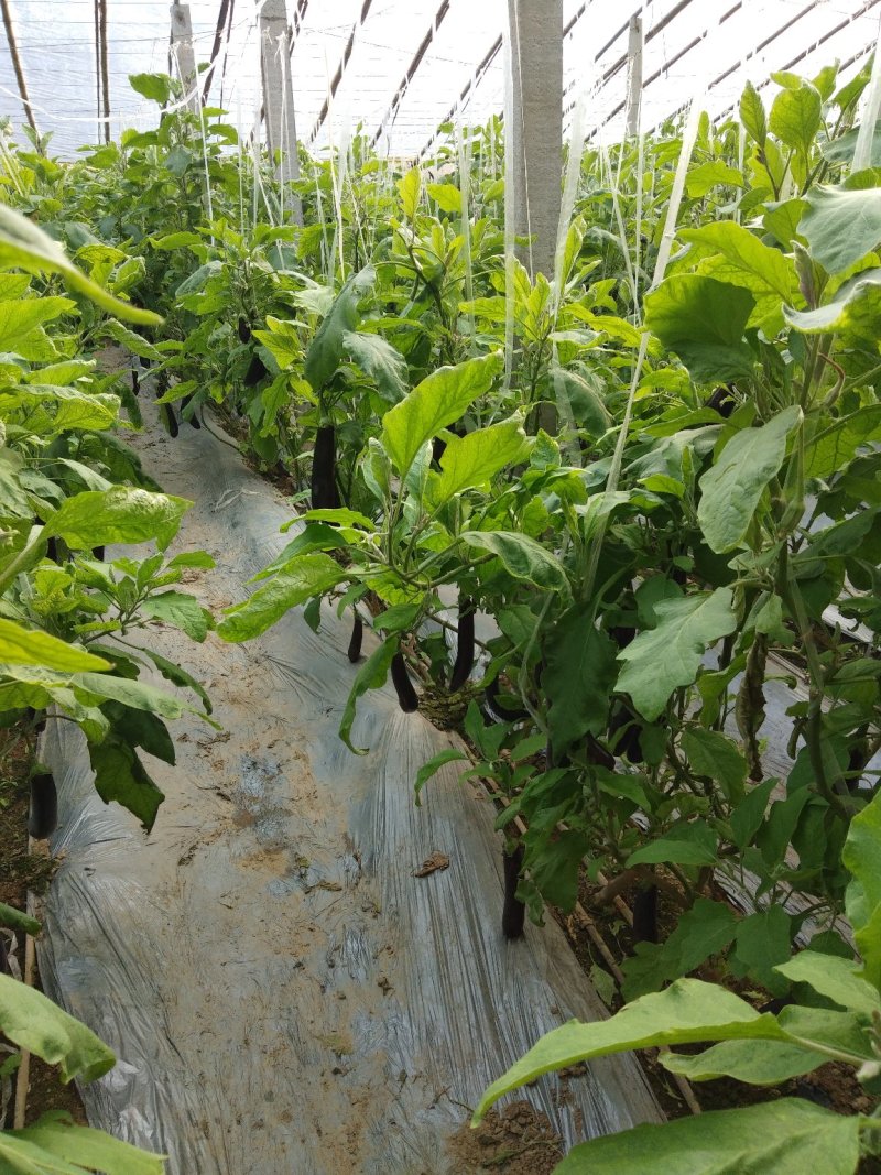 茄子，精品