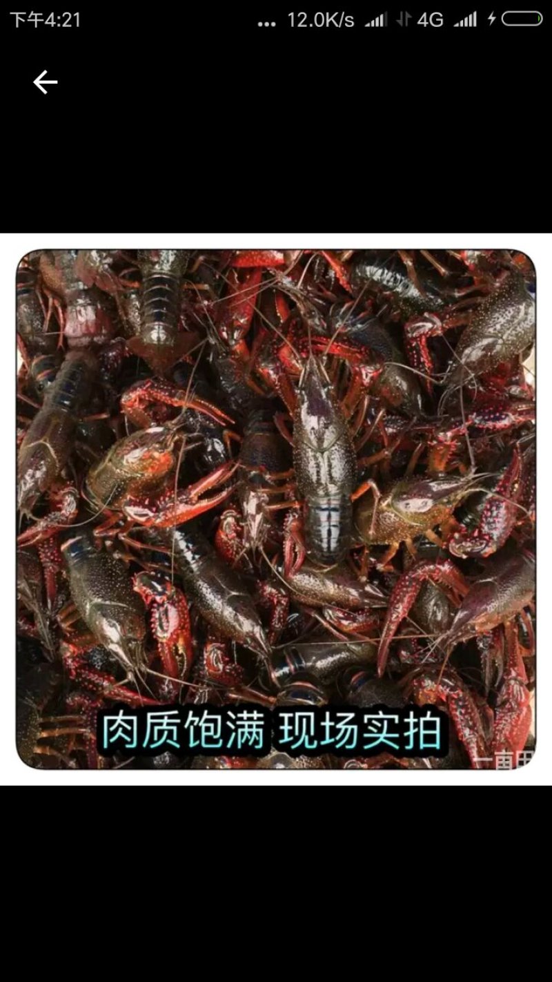 潜江小龙虾酒店专供