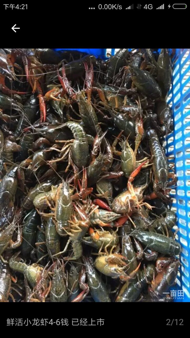 潜江小龙虾酒店专供