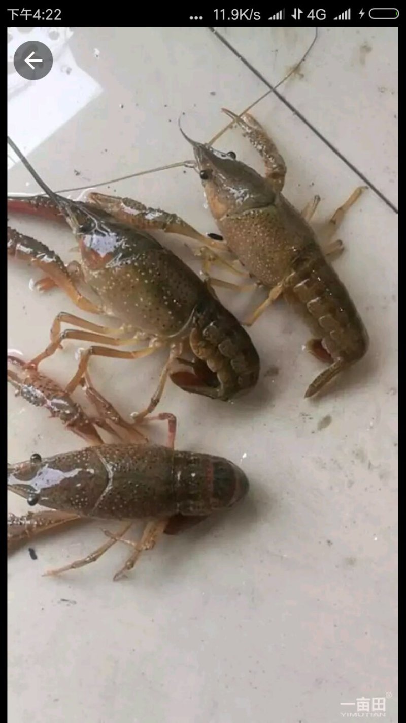 潜江小龙虾酒店专供