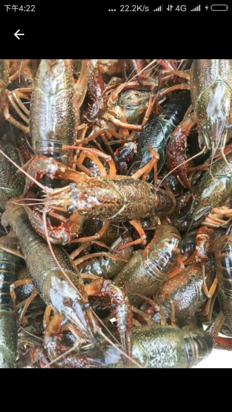潜江小龙虾酒店专供
