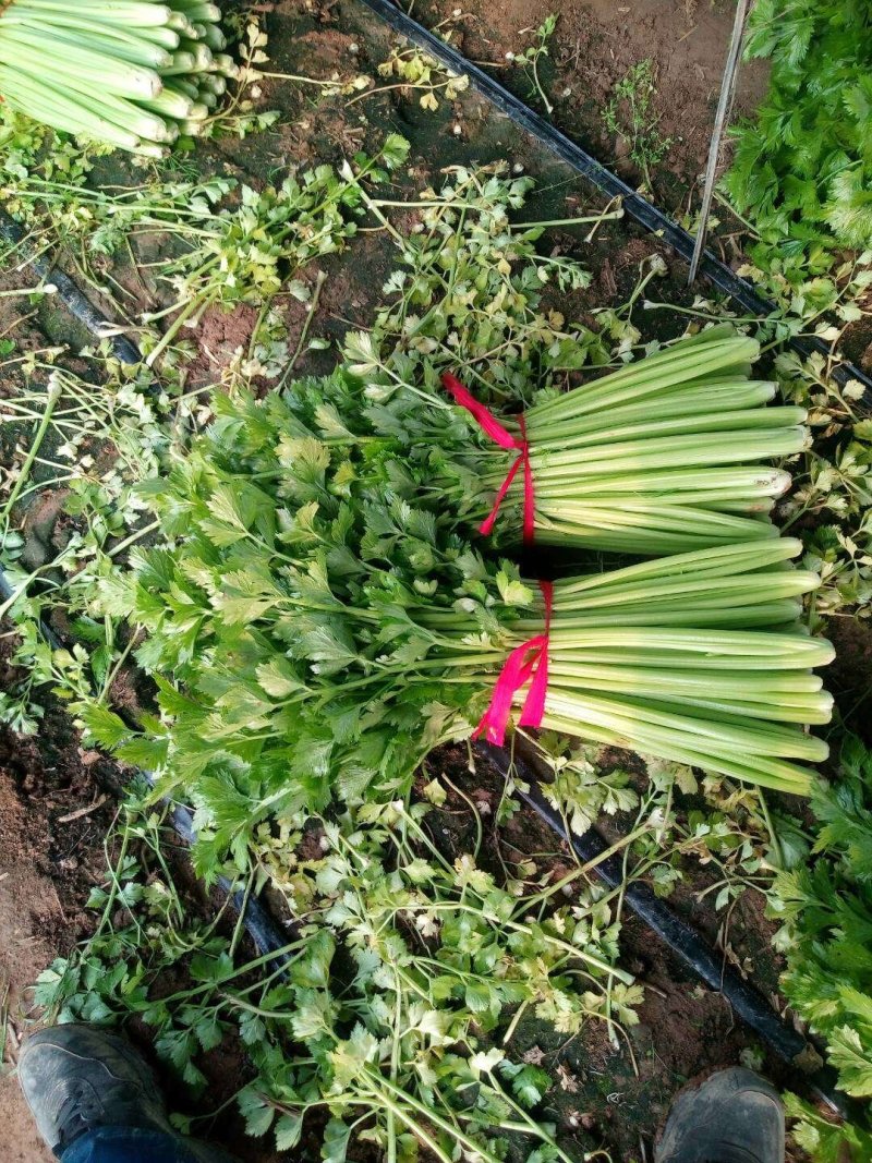 芹菜，精品货源