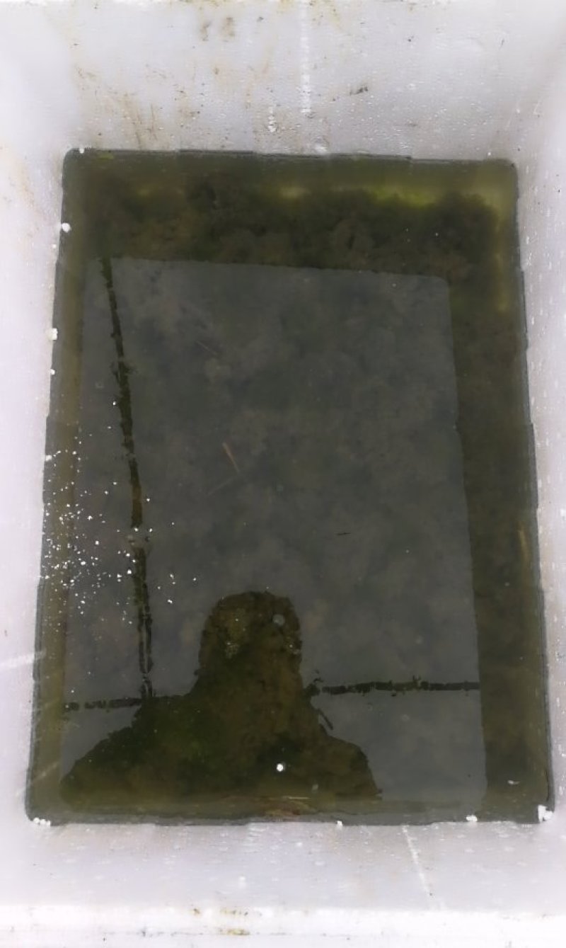青蛙苗