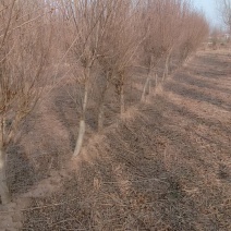 木槿