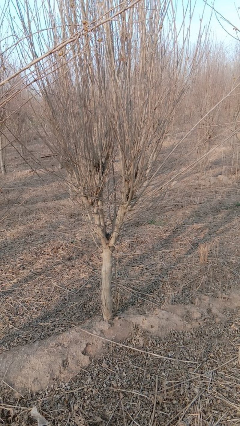 木槿