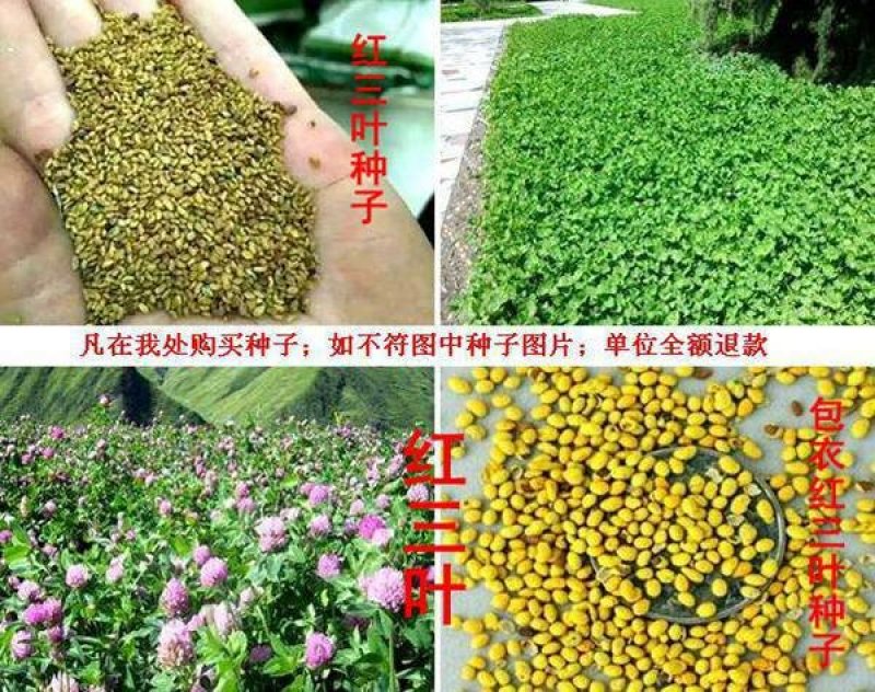 白三叶种子质量有保证假一赔十