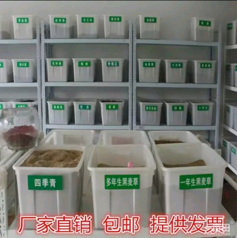 白三叶种子质量有保证假一赔十