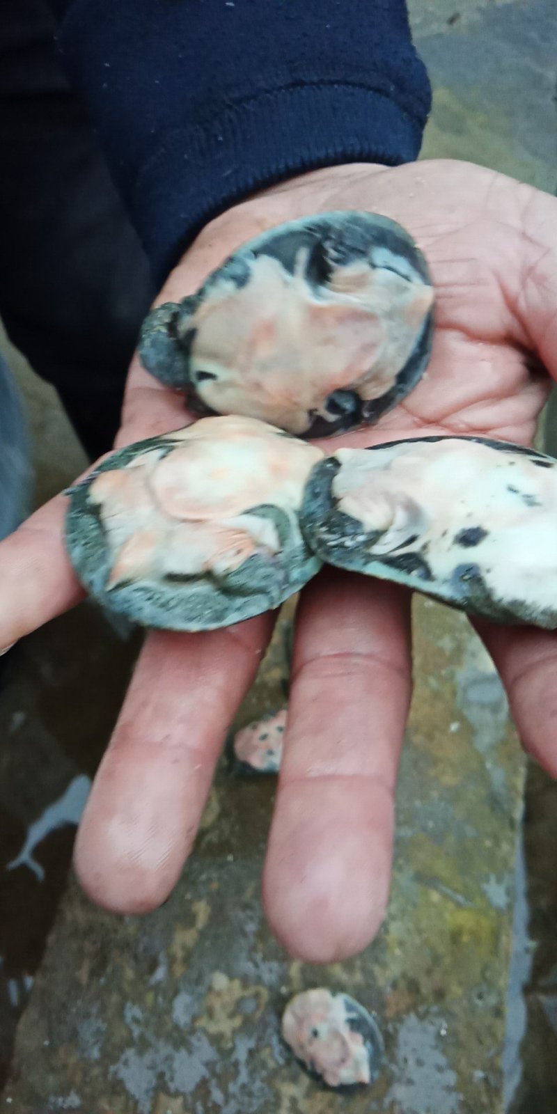 中华甲鱼苗，