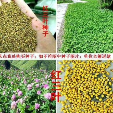 红三叶种子质量有保证假一赔十